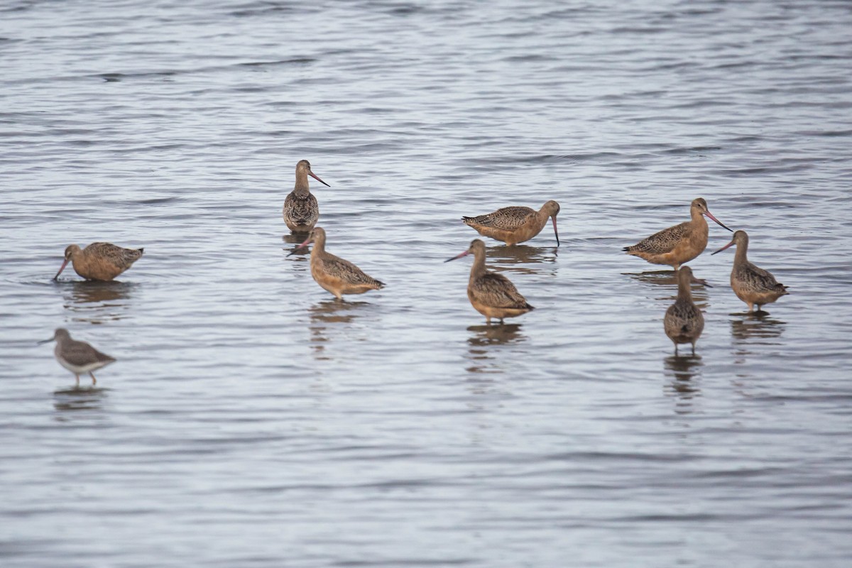 Marbled Godwit - ML624640200