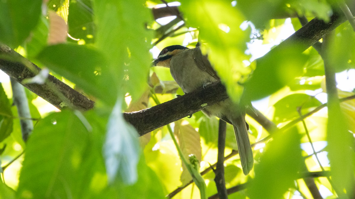 Dwarf Koel - ML624640244