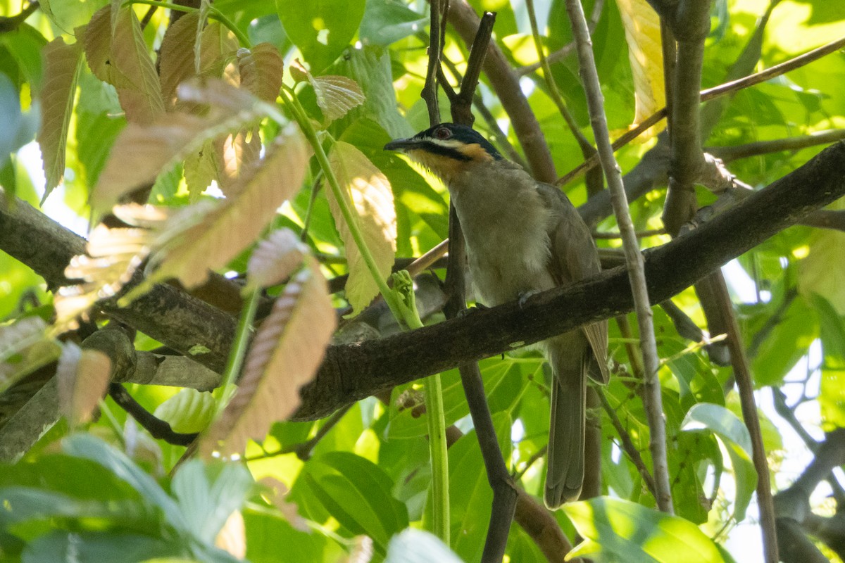 Dwarf Koel - ML624640245
