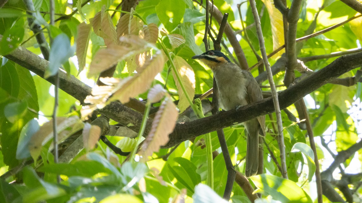 Dwarf Koel - ML624640251