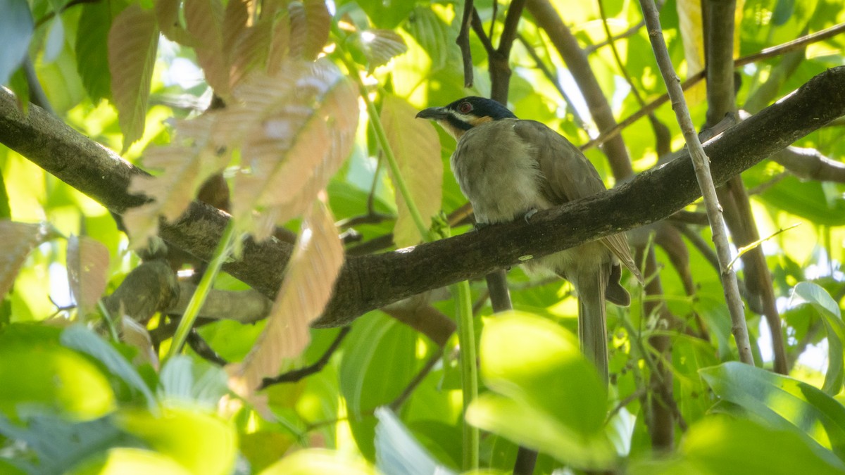 Dwarf Koel - ML624640256