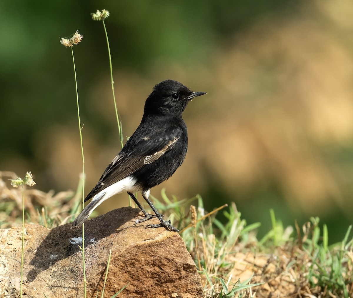 Variable Wheatear (Strickland's) - jaysukh parekh Suman