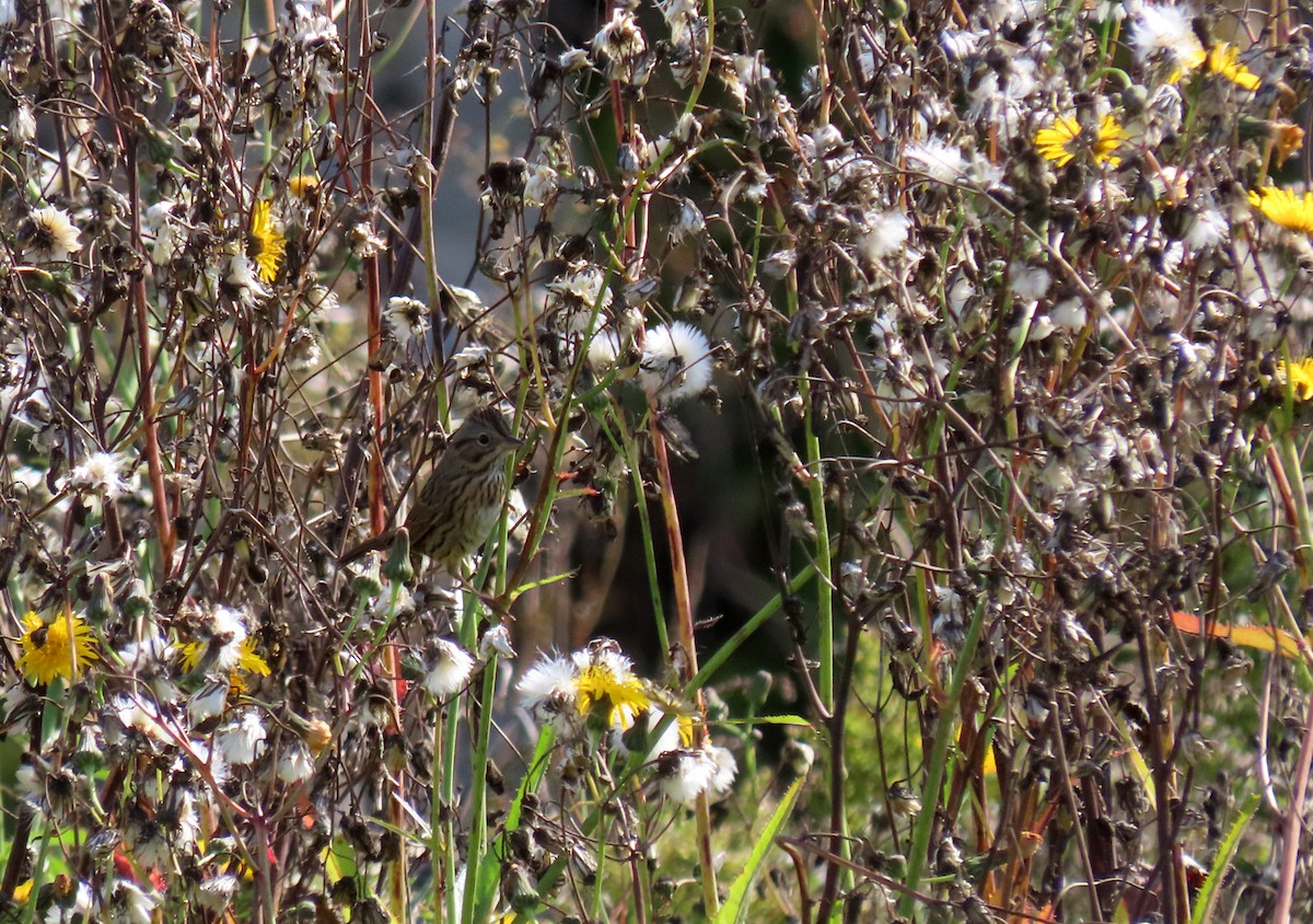 gråbrynspurv - ML624640332