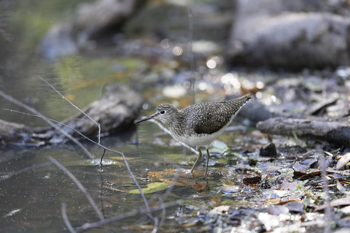 Solitary Sandpiper - ML624640355