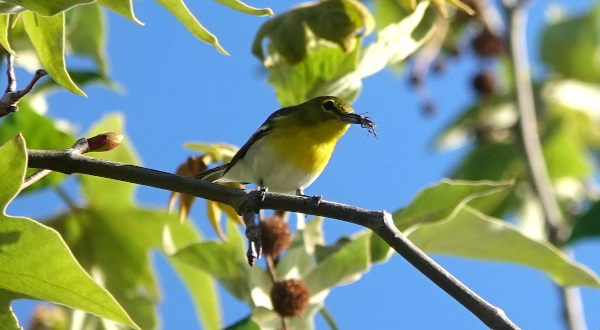 Viréo à gorge jaune - ML624640361