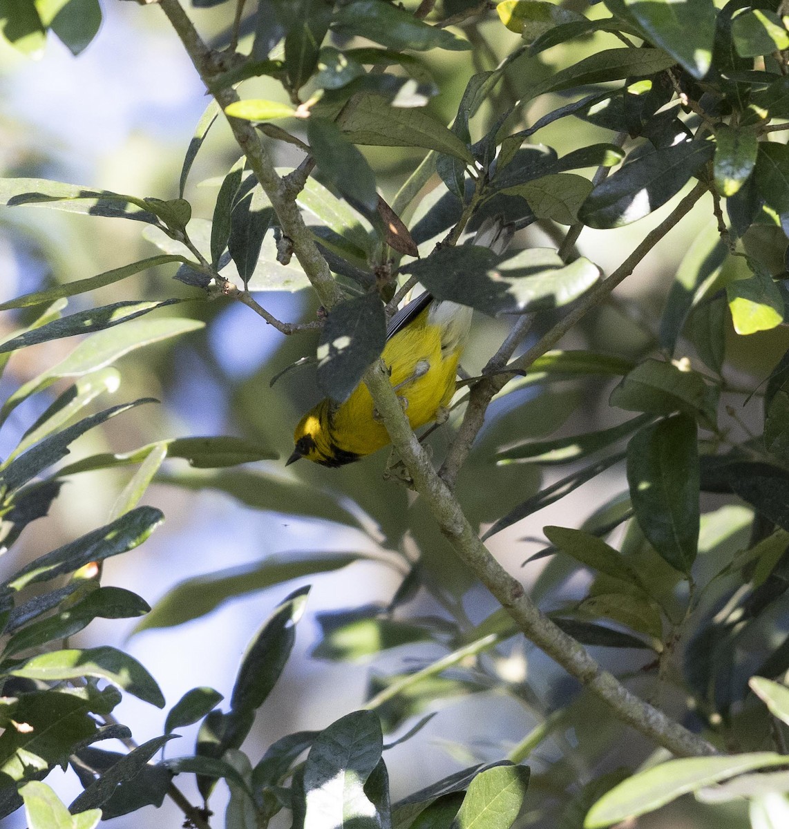 Lawrence's Warbler (hybrid) - ML624640373