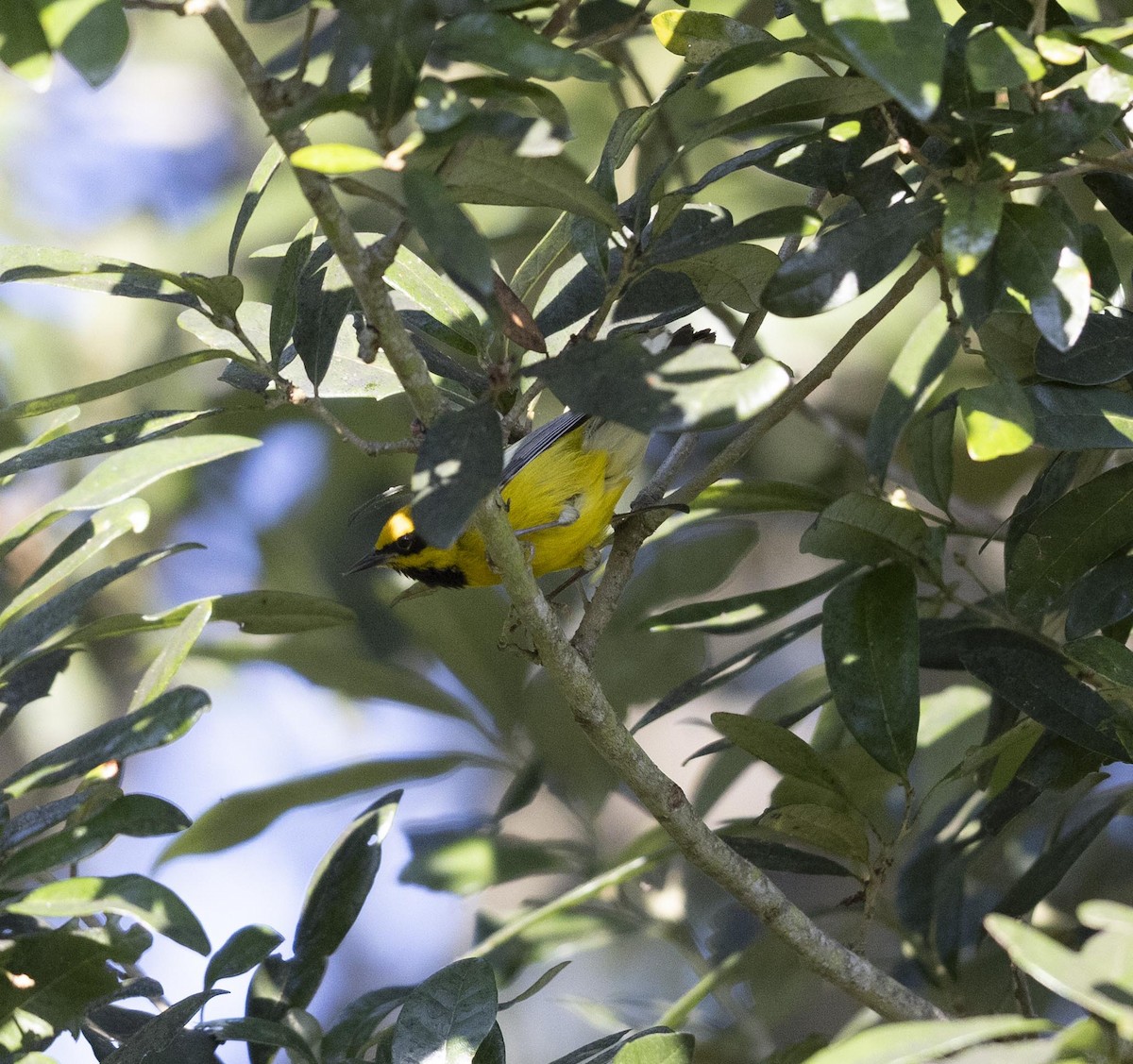 Lawrence's Warbler (hybrid) - ML624640374