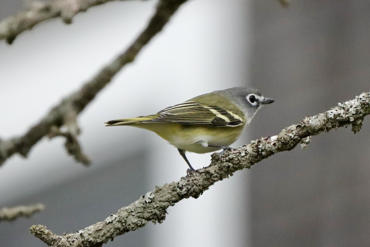 Vireo Solitario - ML624640376