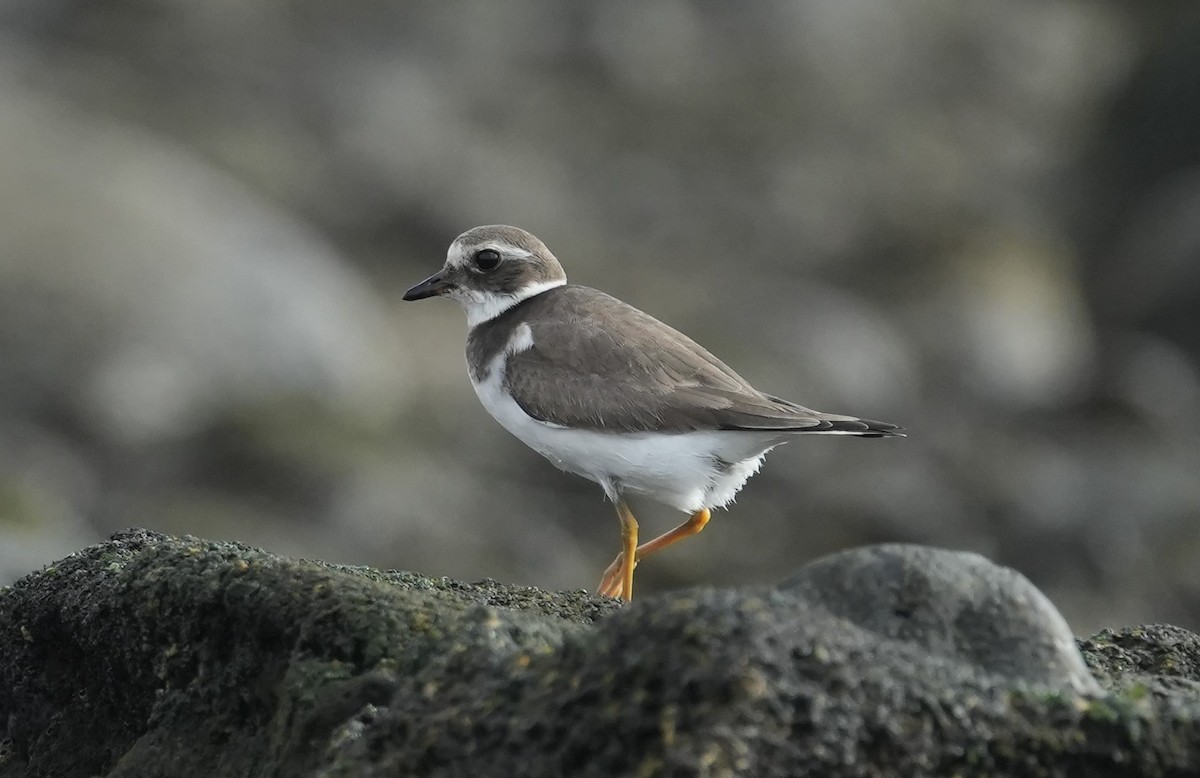 Common Ringed Plover - ML624640677