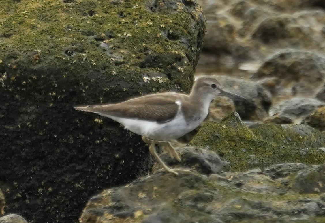 Common Sandpiper - ML624640678