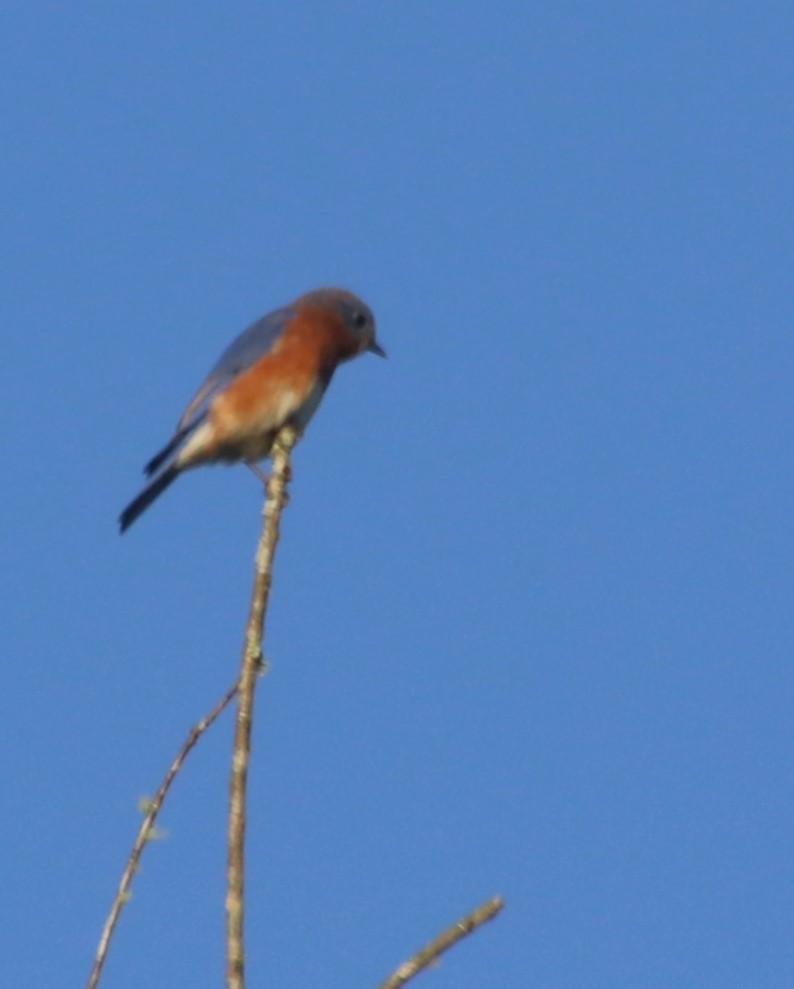 Eastern Bluebird - ML624640752