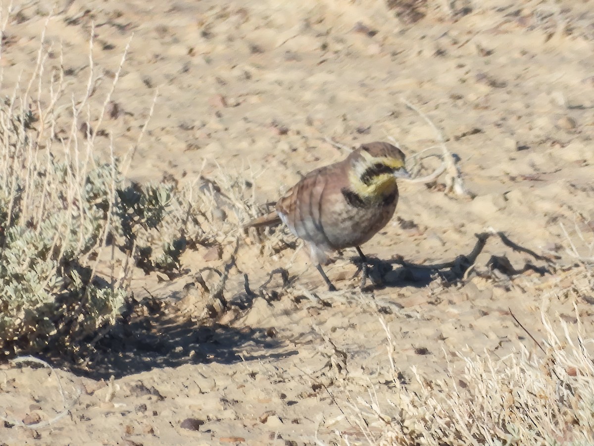 Horned Lark - ML624640761