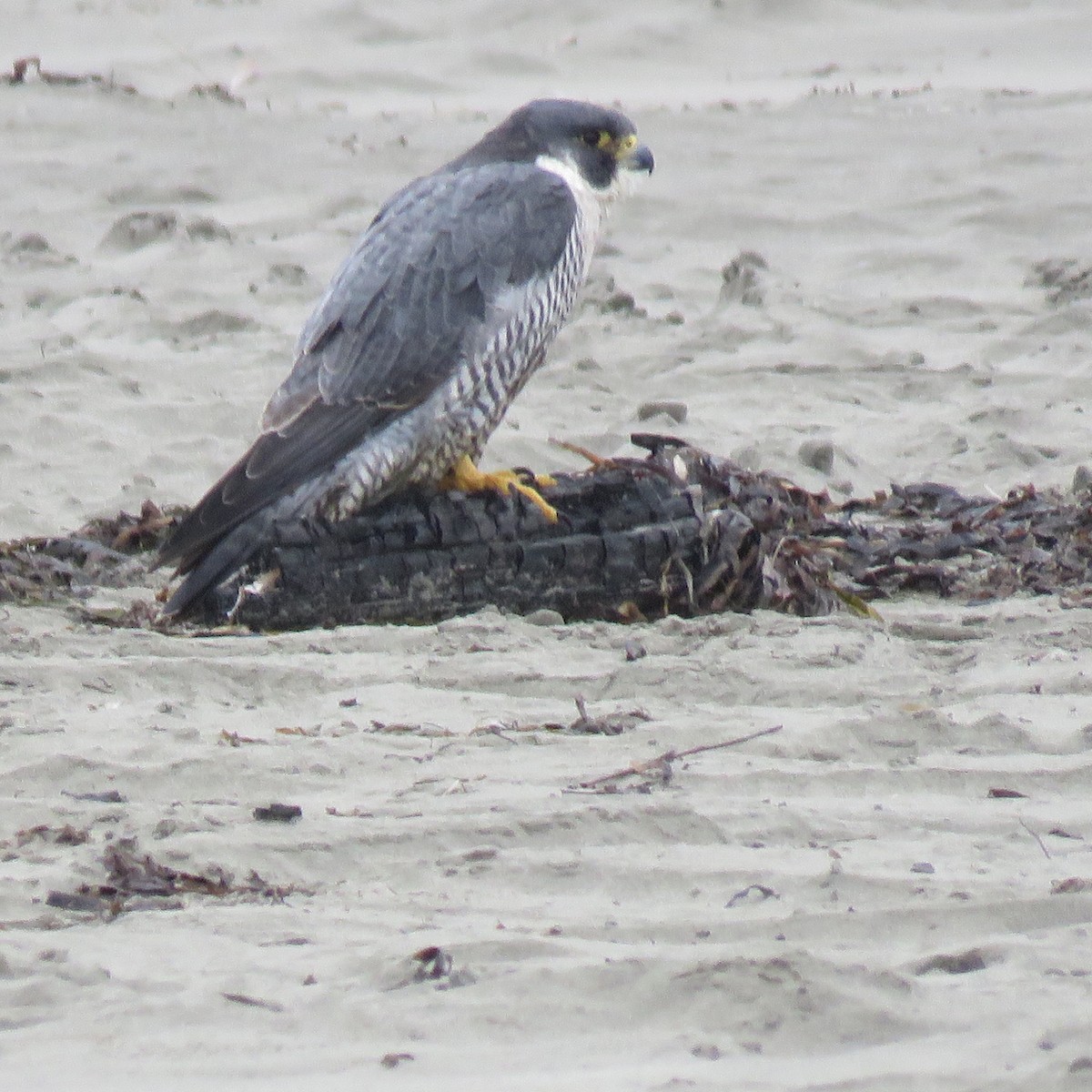 Peregrine Falcon - ML624640828