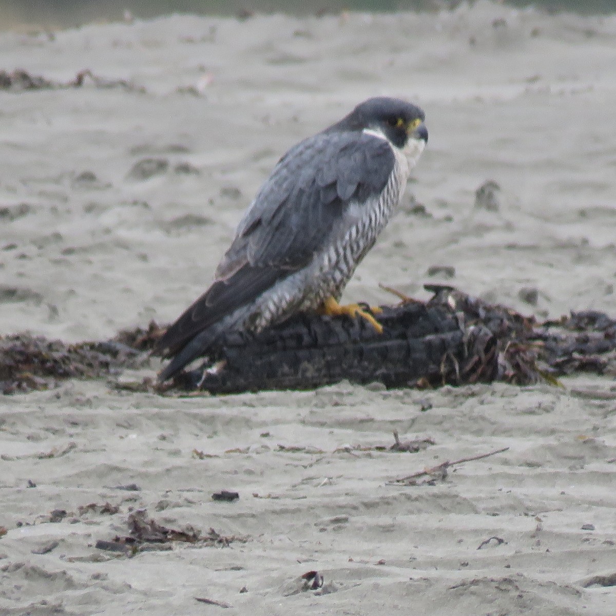 Peregrine Falcon - ML624640829