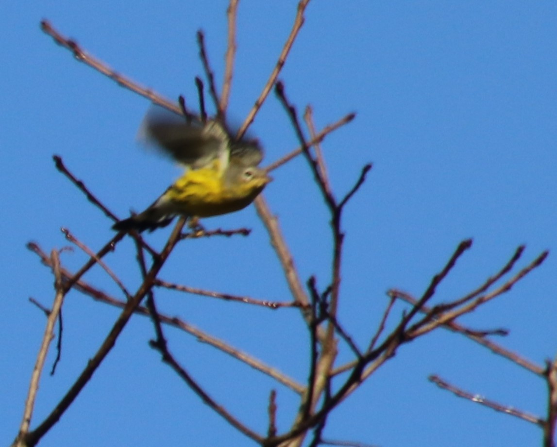 Magnolia Warbler - ML624640833