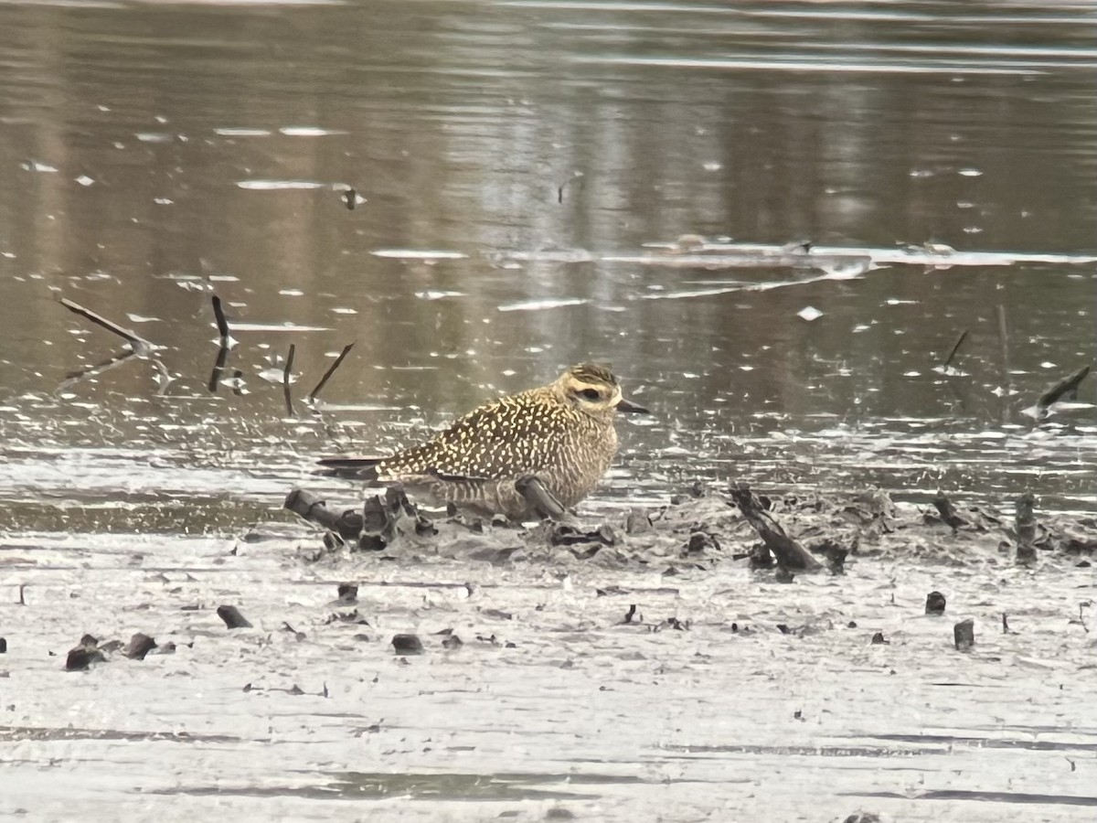 American Golden-Plover - ML624640855