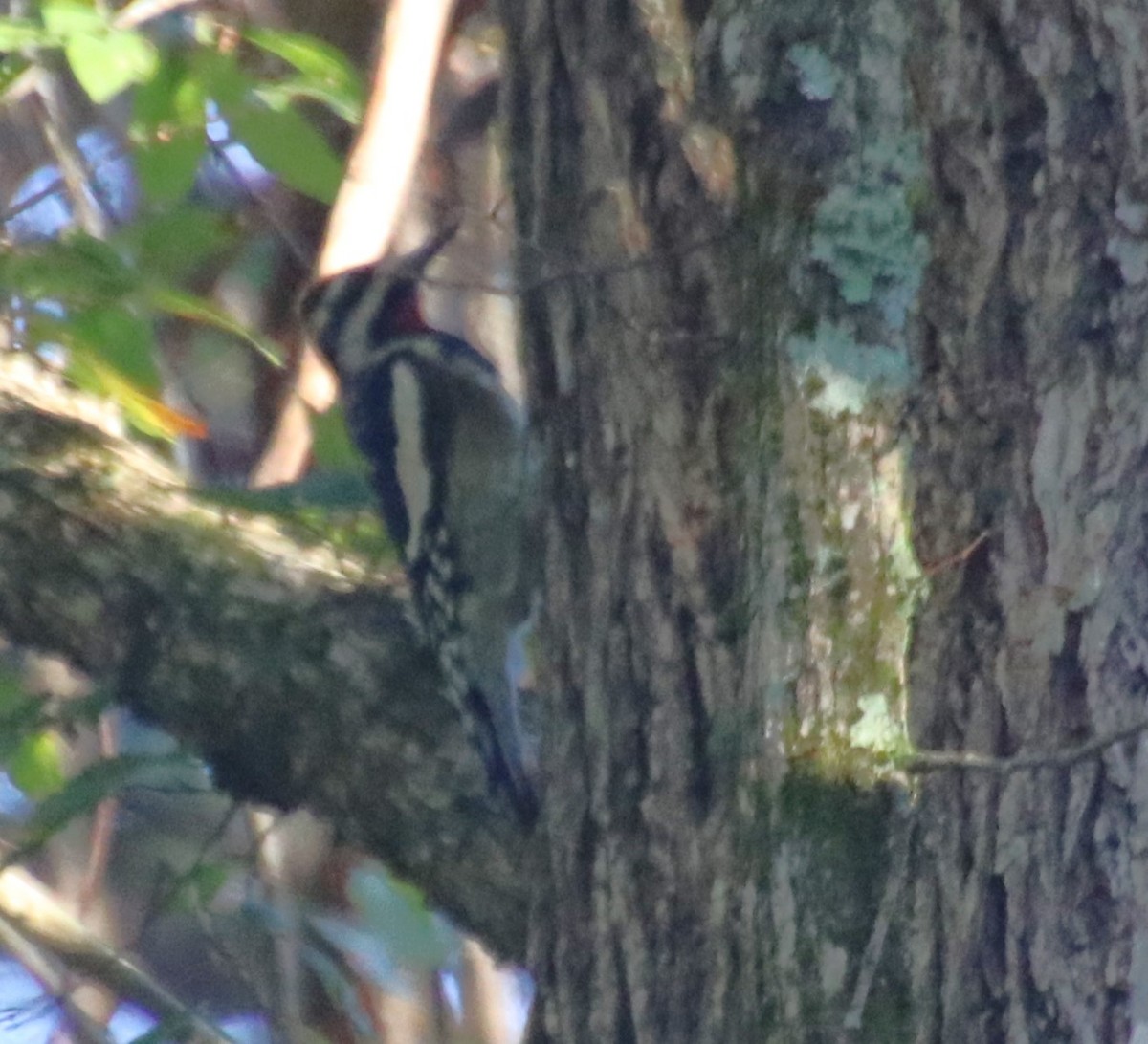 Yellow-bellied Sapsucker - ML624640897