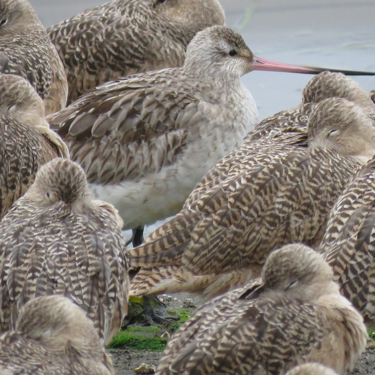 Bar-tailed Godwit - ML624640934