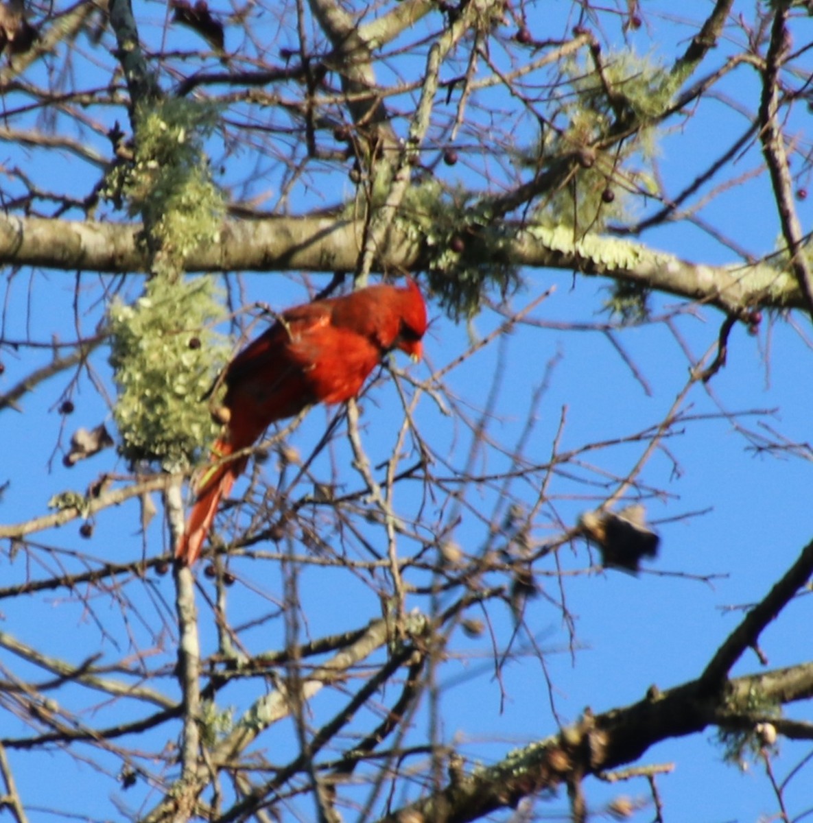 Northern Cardinal - ML624640939