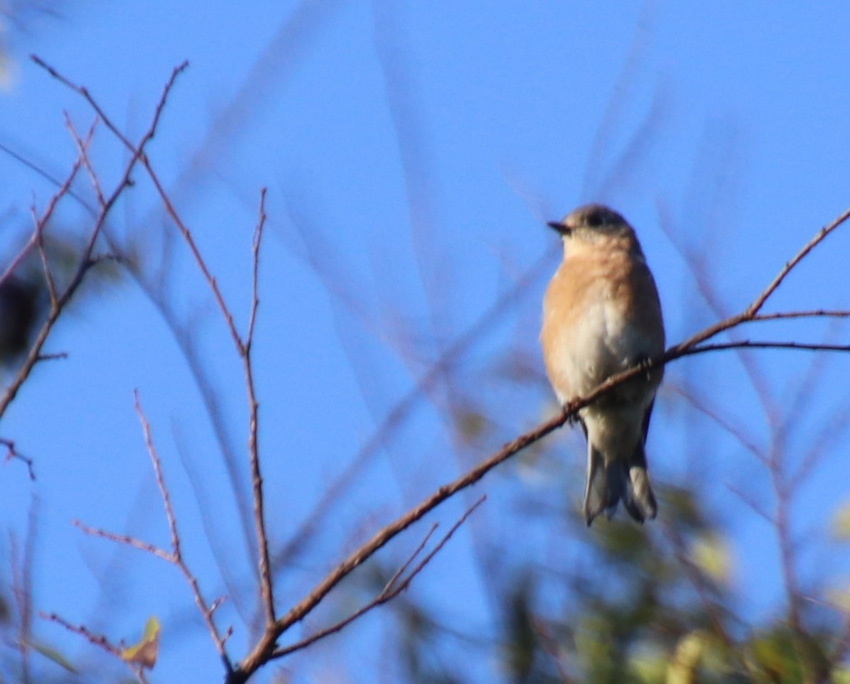 Eastern Bluebird - ML624640965