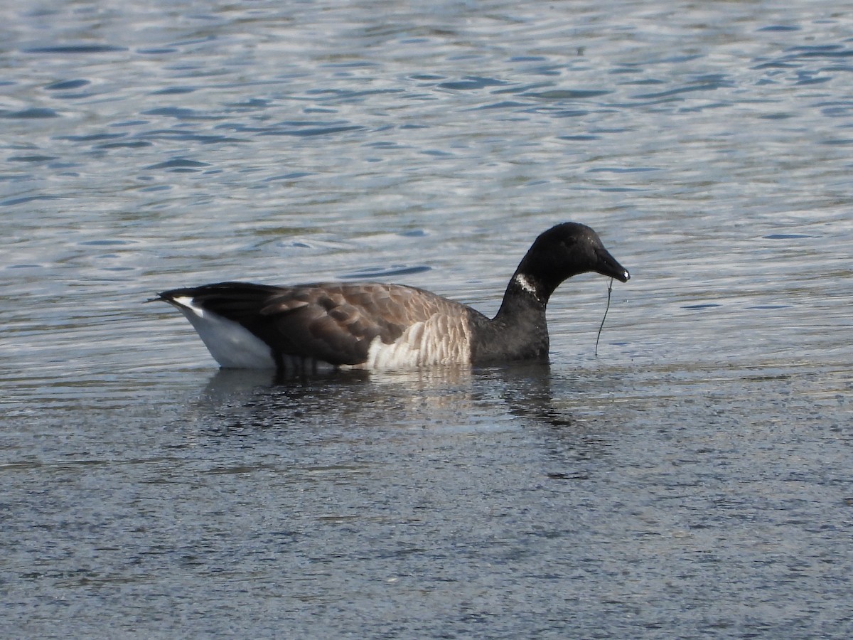 Brant (Pale-bellied) - Franqui Illanes