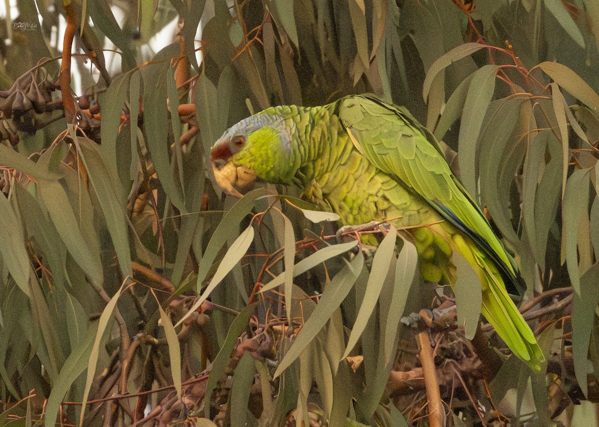 Lilac-crowned Amazon - Darlene J McNeil