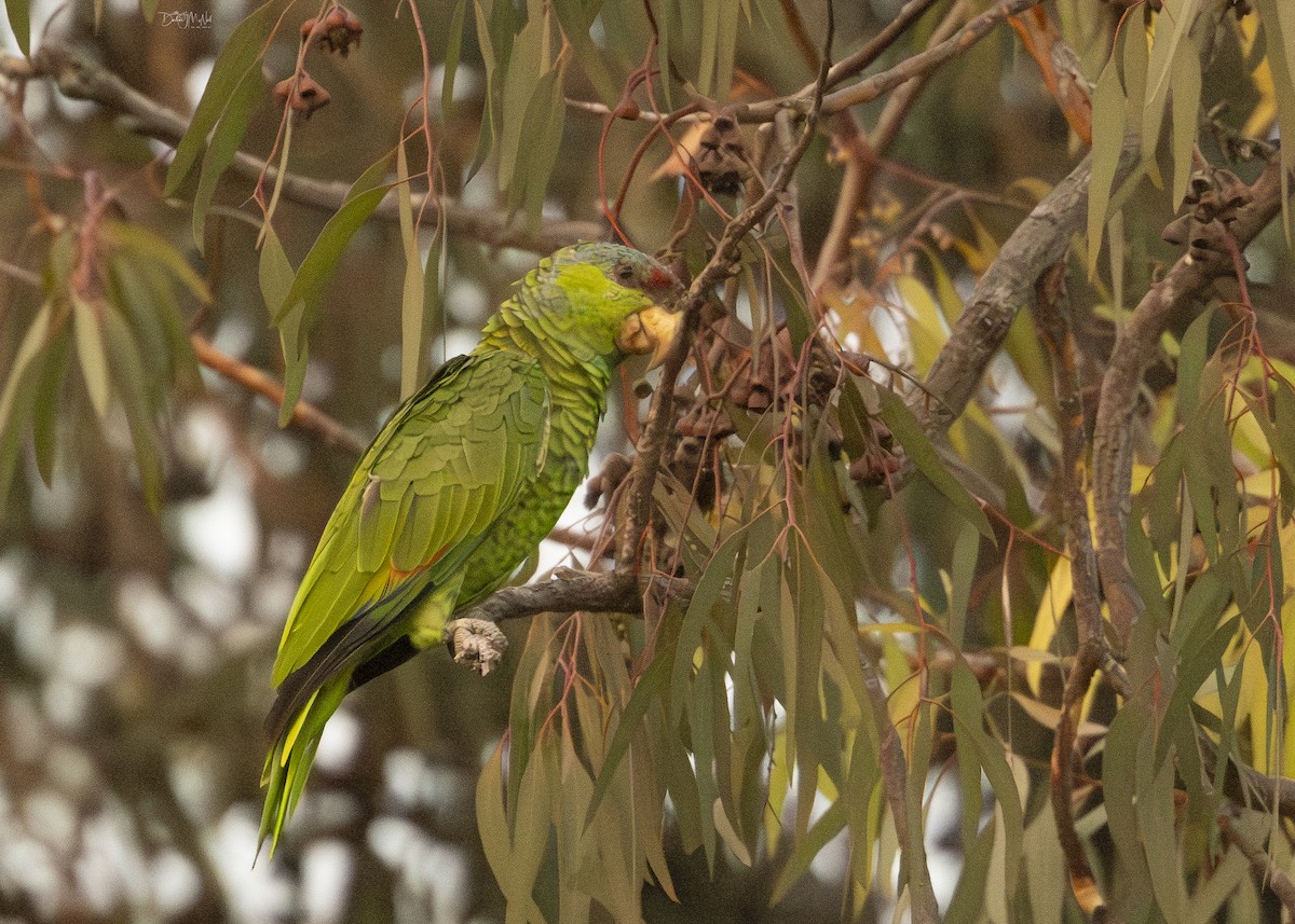 Lilac-crowned Amazon - ML624640979