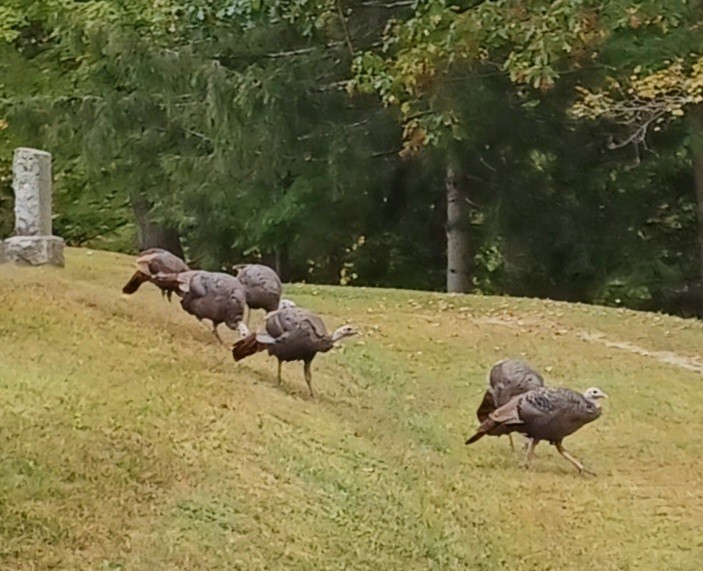 Wild Turkey - ML624640991
