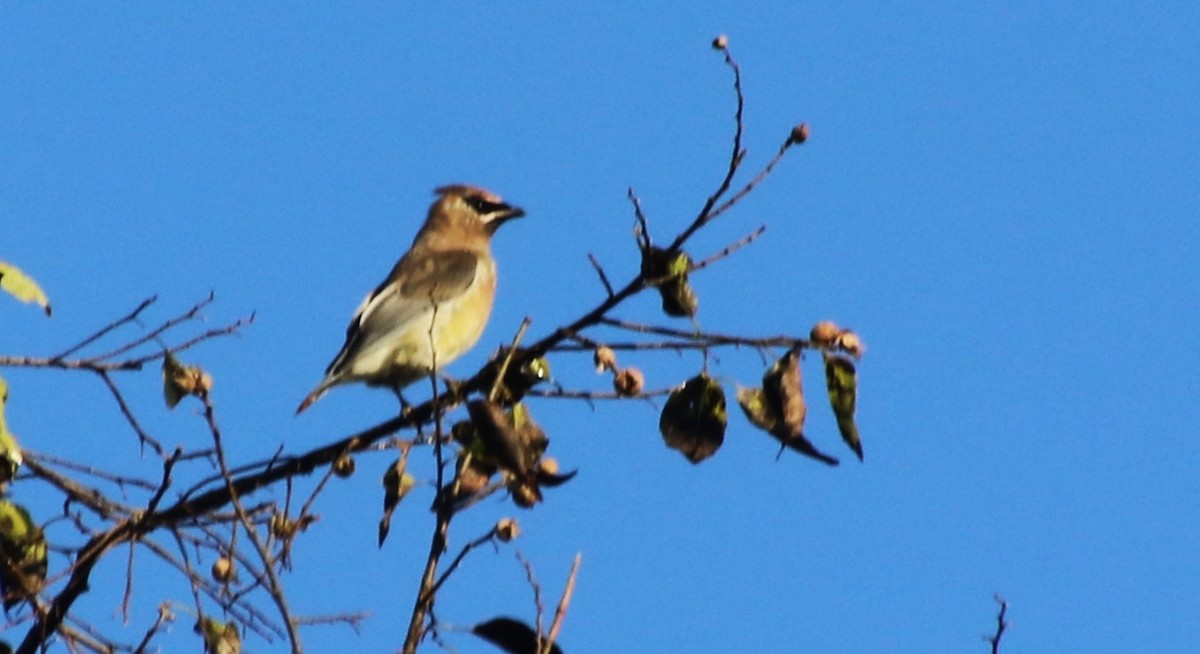 Cedar Waxwing - ML624641005