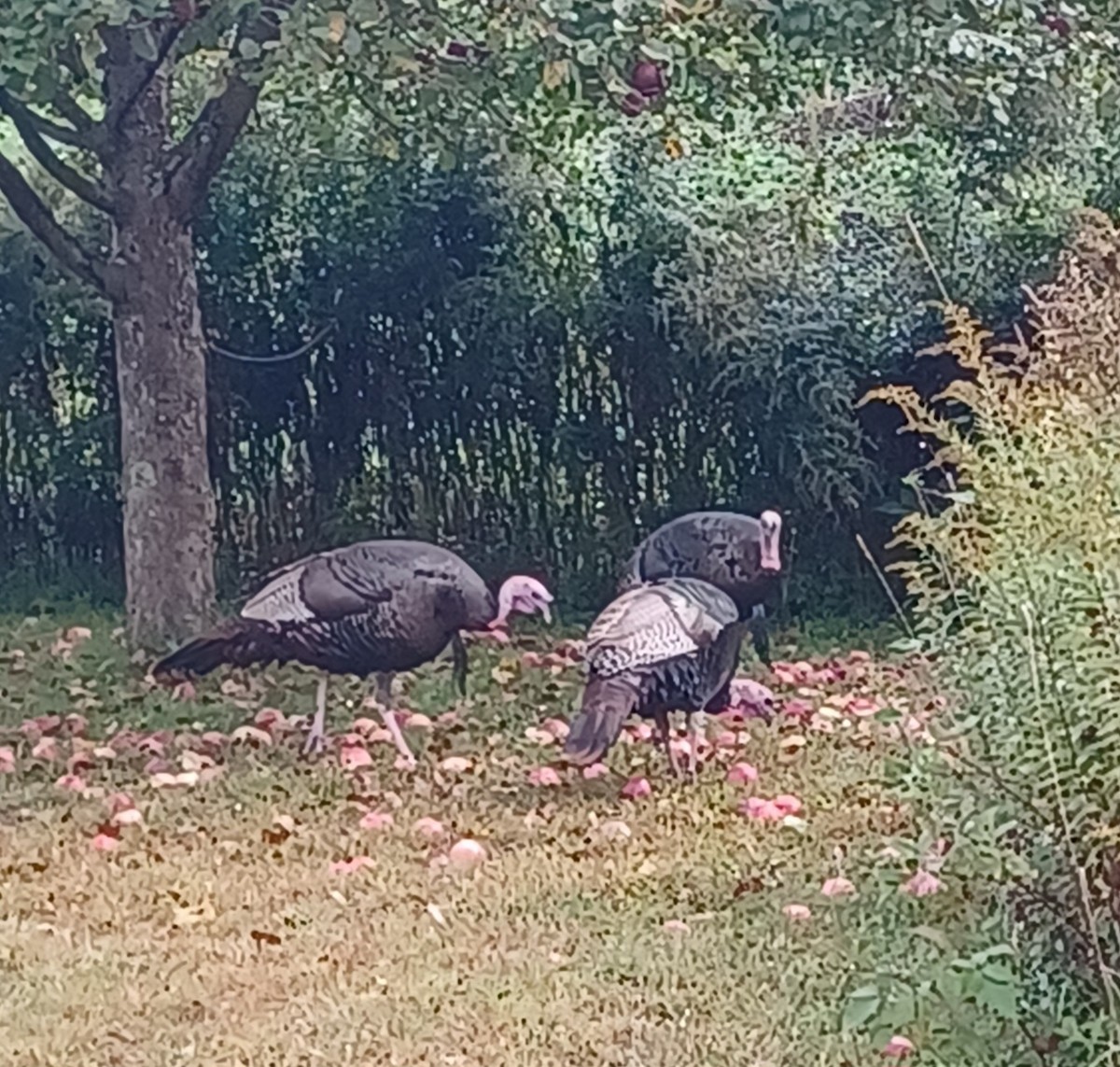 Wild Turkey - ML624641063