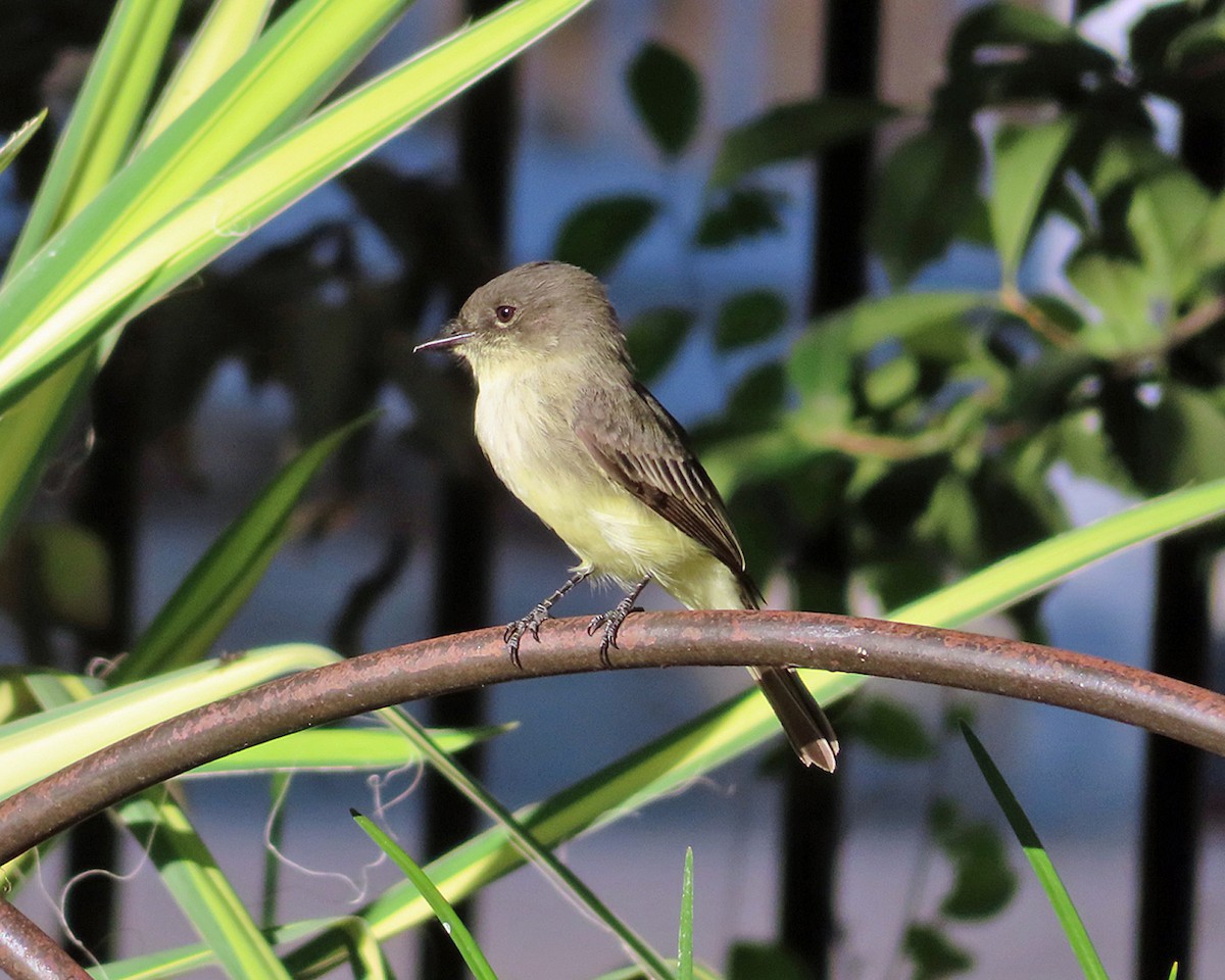 Eastern Phoebe - ML624641190