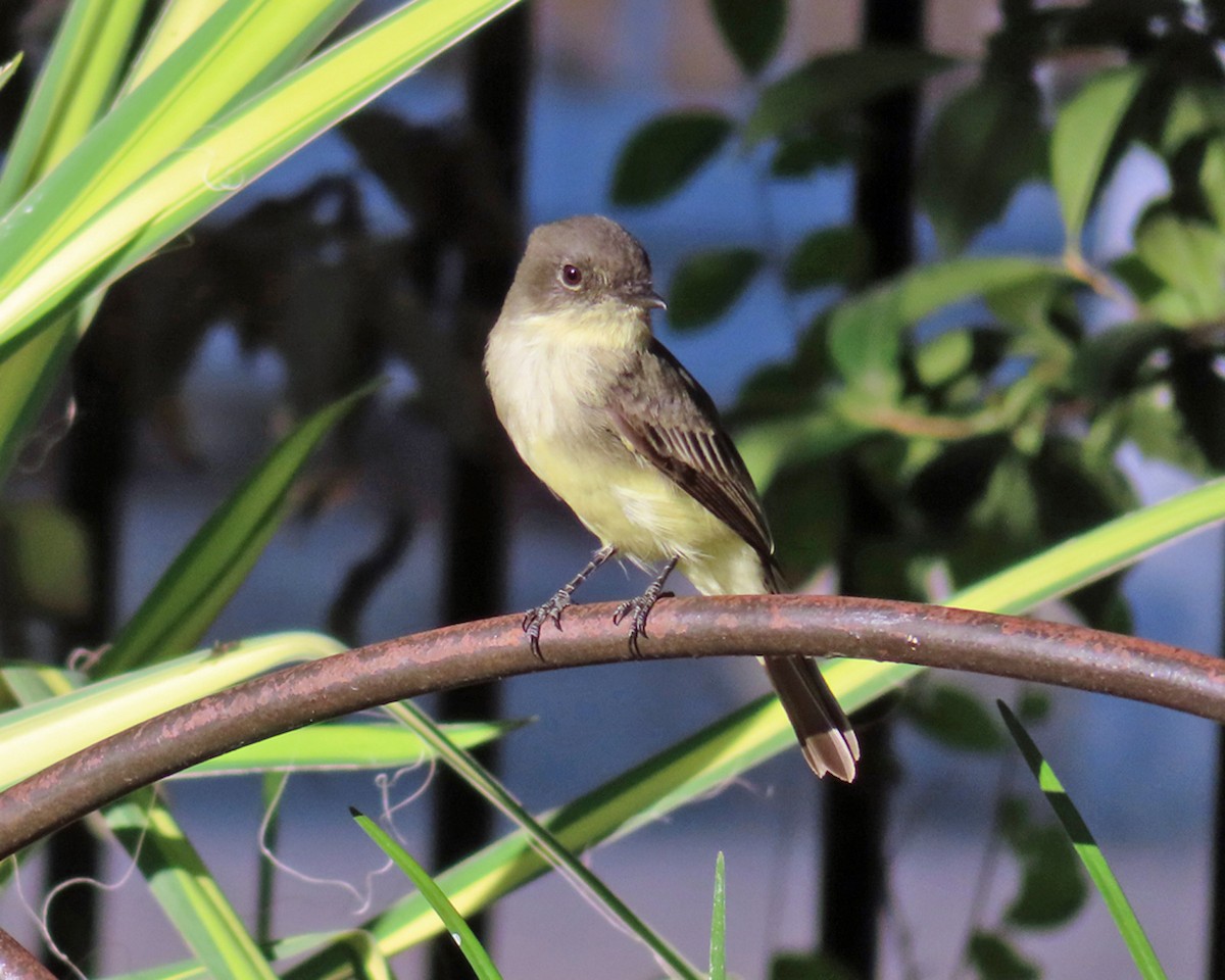Eastern Phoebe - ML624641191