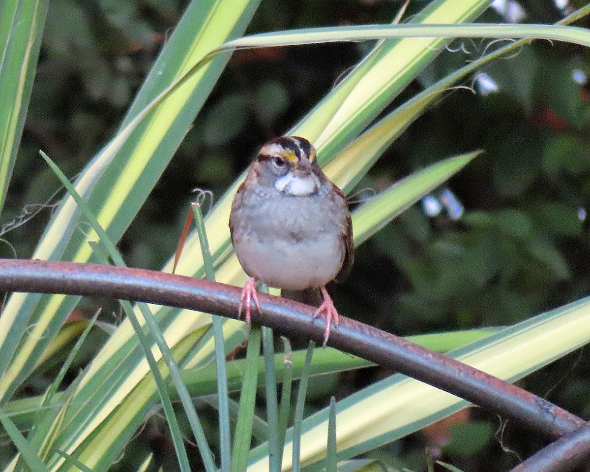White-throated Sparrow - ML624641222