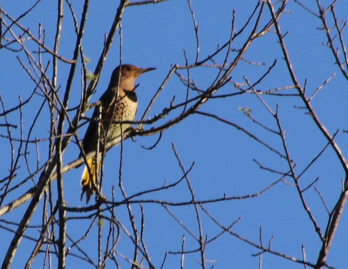 Northern Flicker - ML624641239