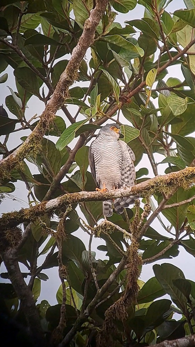 Tiny Hawk - ML624641254