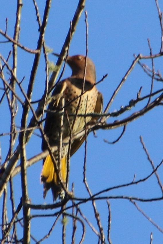 Northern Flicker - ML624641273