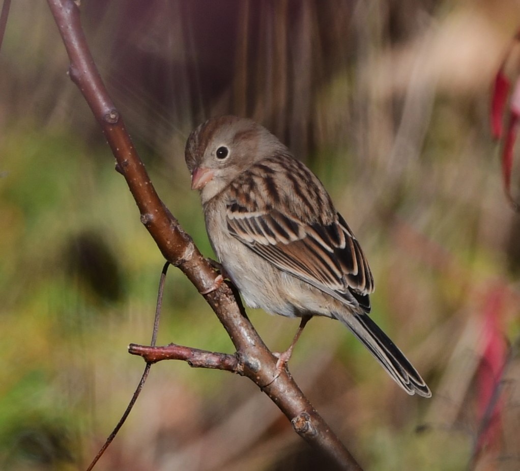 Field Sparrow - ML624641277