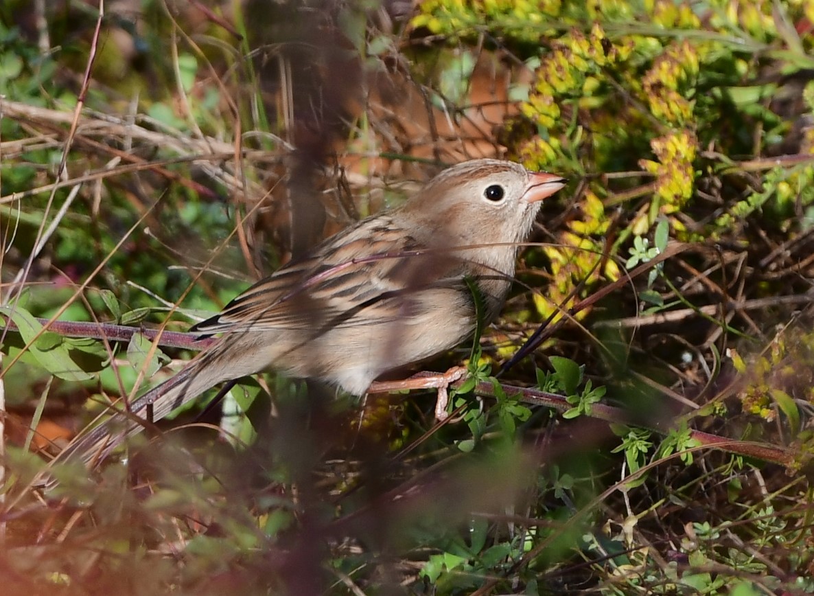 Field Sparrow - ML624641281