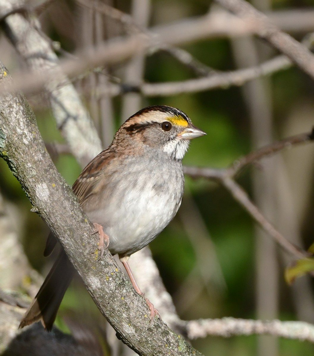 White-throated Sparrow - ML624641304