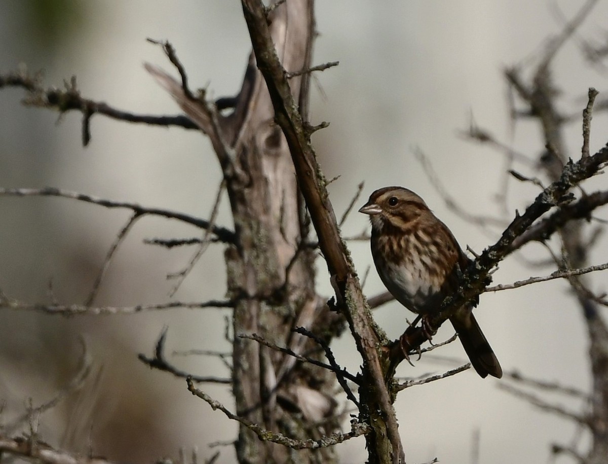 Song Sparrow - ML624641326
