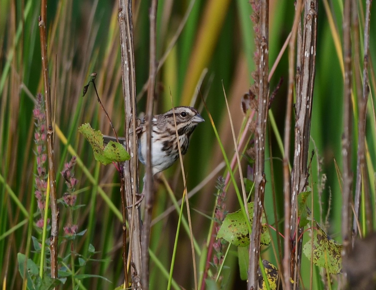 Song Sparrow - ML624641334