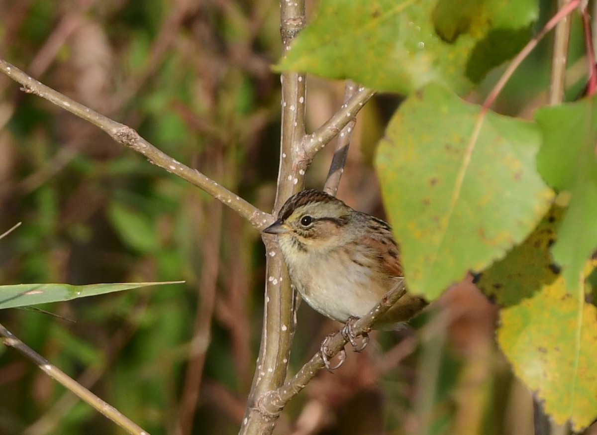 Swamp Sparrow - ML624641358