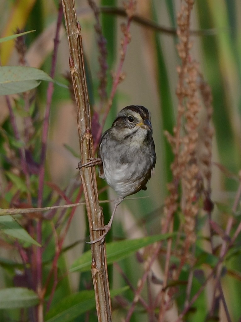Swamp Sparrow - ML624641364
