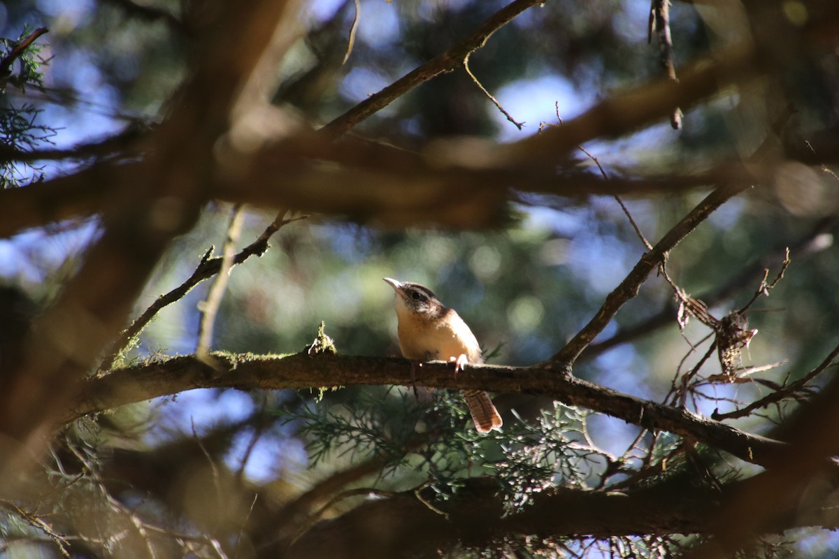 Carolina Wren - ML624641380