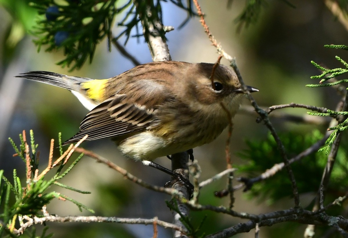 Yellow-rumped Warbler - ML624641401