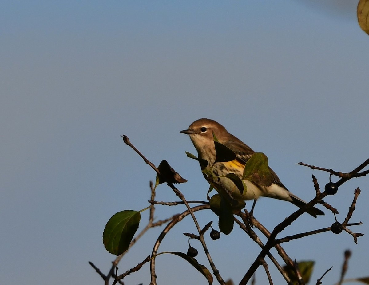 Yellow-rumped Warbler - ML624641414