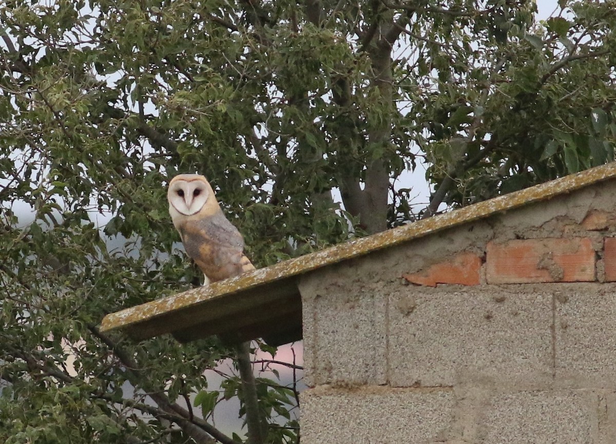 Western Barn Owl - ML624641599