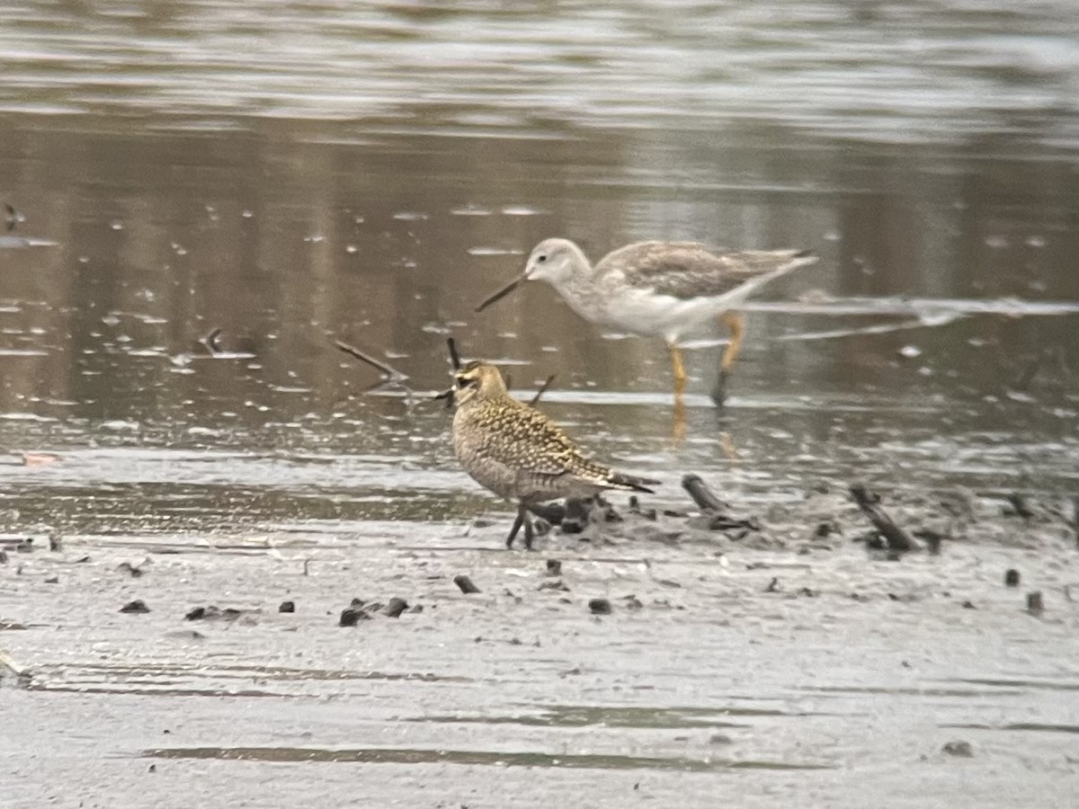 American Golden-Plover - ML624641996
