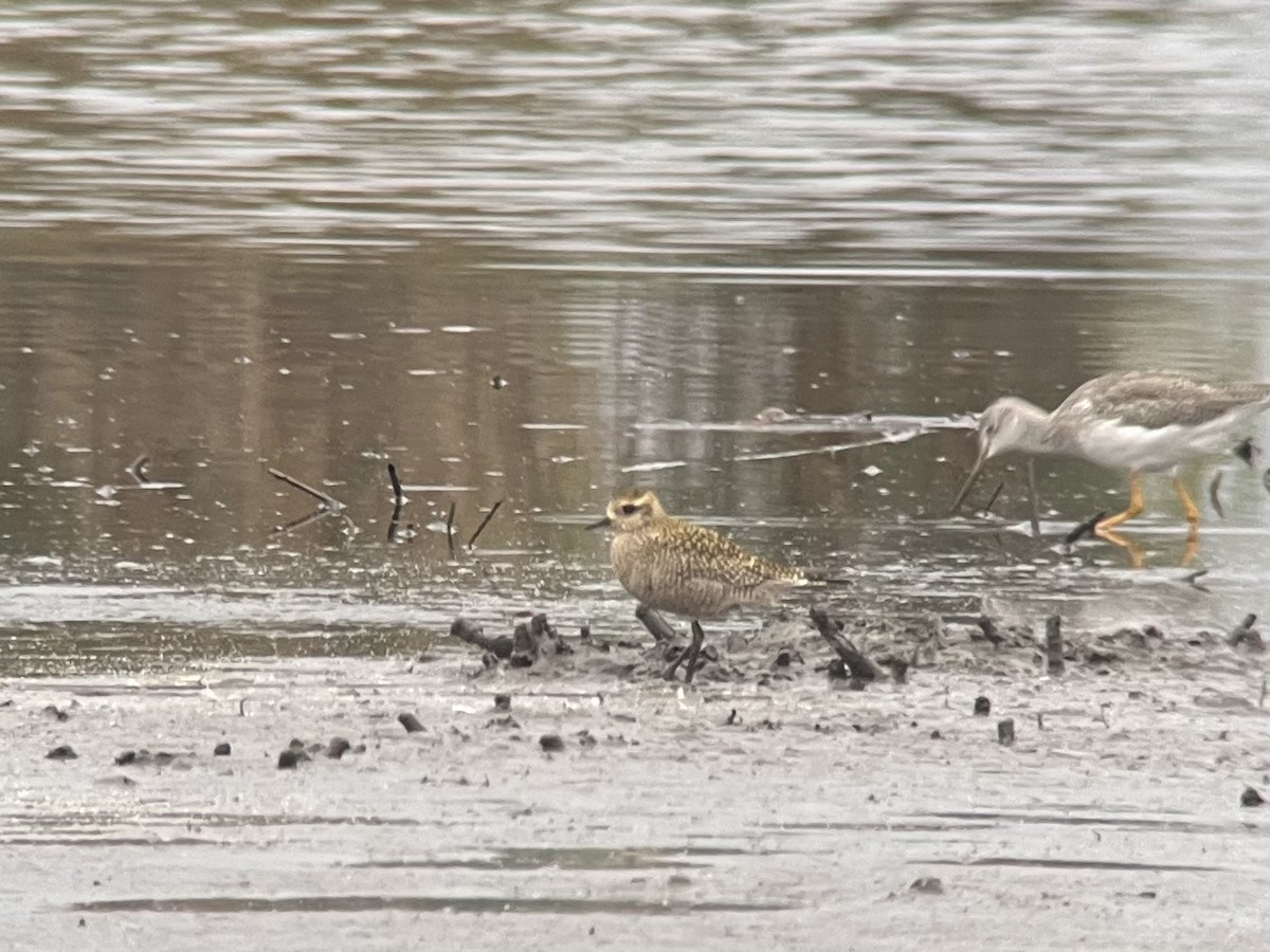 American Golden-Plover - ML624641997