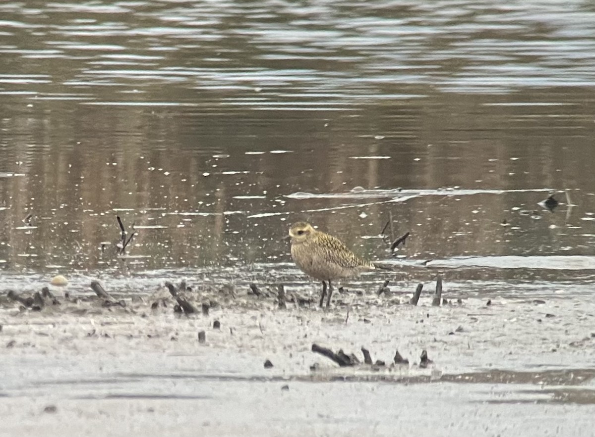 American Golden-Plover - ML624641998